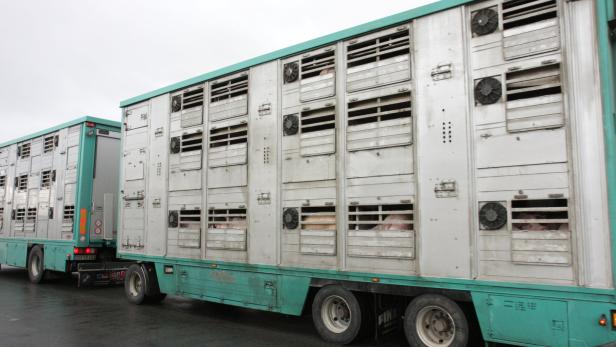 Schweine 13 Stunden in Transporter stehen gelassen