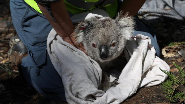 Umwelttrauma: Stress lässt Koala-Zahlen dramatisch sinken