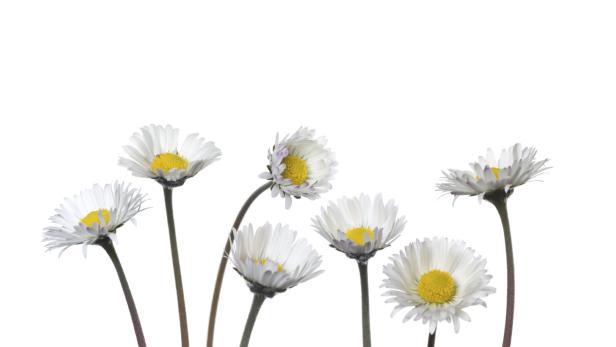 Mehrere Gänseblümchen mit weißen Blütenblättern und gelben Blütenköpfen vor einem weißen Hintergrund.