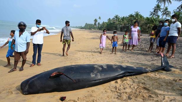 Schon wieder gestrandet: Helfer retteten 120 Wale vor Sri Lanka