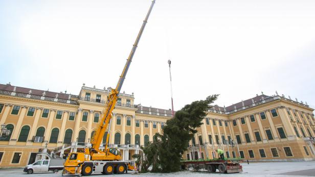18 steirische Meter: Weihnachtsbaum in Schönbrunn aufgestellt