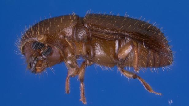 Die Käfer sind etwa zwei Millimeter klein.