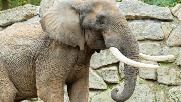 Neuer Elefantenbulle für den Tiergarten Schönbrunn
