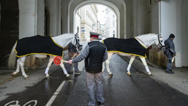 Fast ganz in Weiß: Besuch bei den Lipizzanern