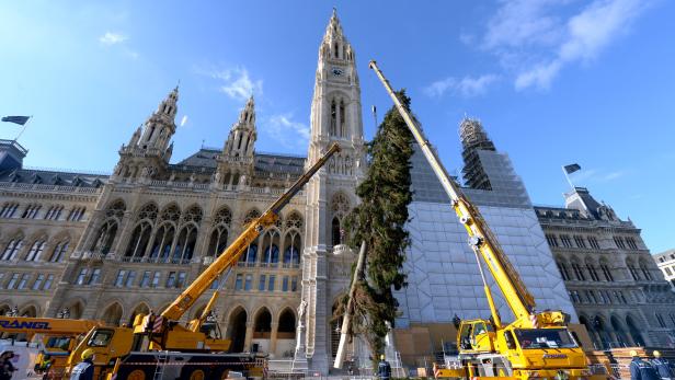 Eine Spur Normalität: Christbaum vor dem Wiener Rathaus steht