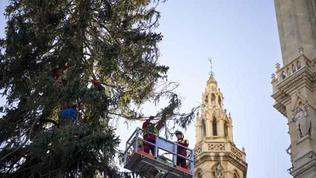 Wiener Rathausplatz: Der Christbaum bekommt eine Schönheitskur