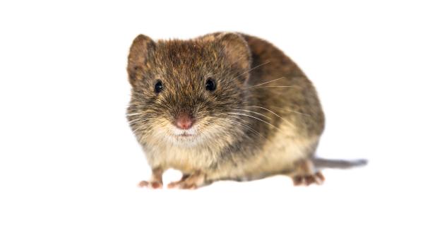 Bank vole looking on white background