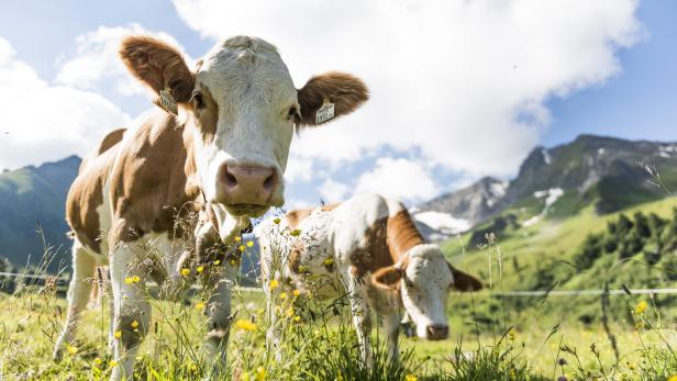 Kühe jagten US-Schüler auf Tiroler Berggipfel