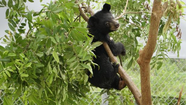 Erfolg: Bärenjunges Mochi wurde vor wenigen Monaten in Vietnam vor dem illegalen Wildtierhandel gerettet und wird nun im BÄRENWALD Ninh Binh versorgt.