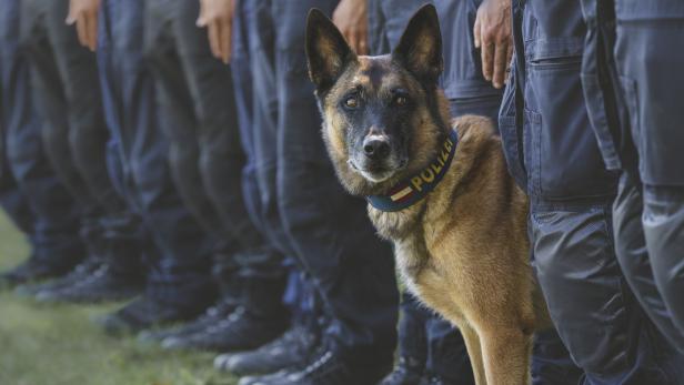 Auf vier Pfoten gegen den Terror: Der Einsatz der Polizeidiensthunde