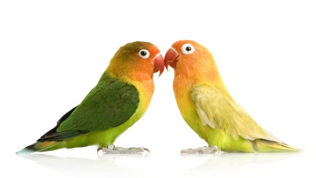 Lovebirds ein Leben lang: Die hübschen Vögel sorgen liebvoll für einander.