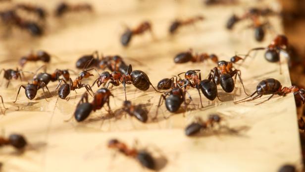 Quarantäne auch bei Ameisen: Wie sie sich vor Erregern schützen