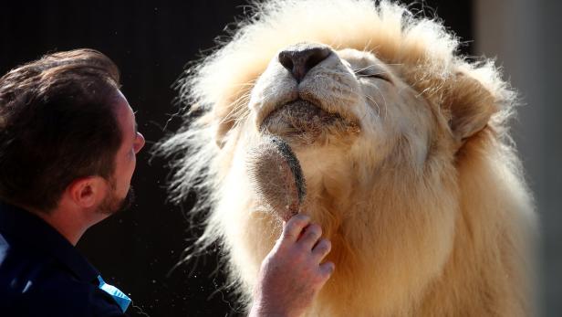 Löwen dürfen wie alle Großkatzen auch weiterhin von Wanderzirkussen in Deutschland angeschafft werden