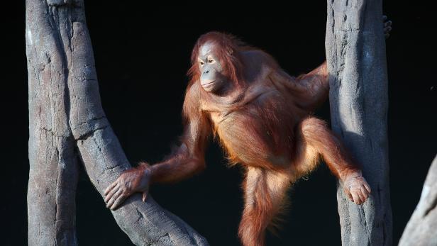 Sari soll für Schwung sorgen: Orang-Utan-Zuwachs im Tiergarten Schönbrunn