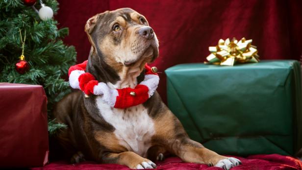 Jetzt Christkind werden und Tiere im Tierheim beschenken