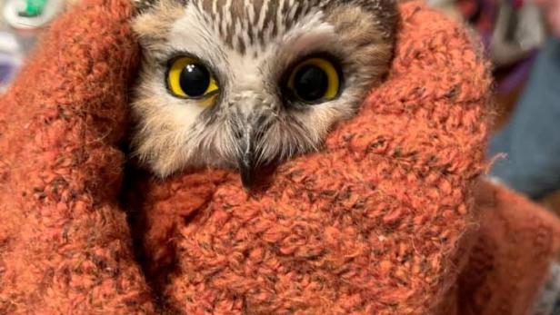 Rockefeller, a northern saw-whet owl, looks up from a box in New York