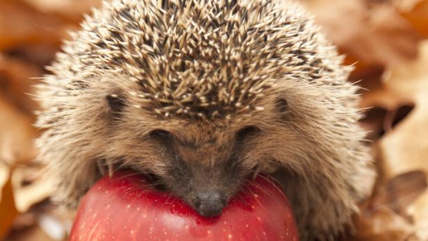 Ein Igel sitzt im Lauf und frisst von einem roten Apfel.