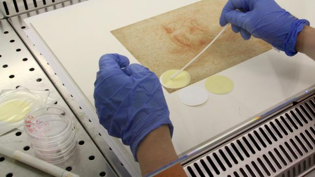 Rötel, Bakterien, Pilze und menschliche DNA auf Karton: Die Forscher nehmen Proben vom berühmtesten Selbstbildnis des Leonardo