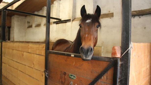 Braunes Pferd mit weißem Fleck auf der Stirn steht in einer Box mit Holzwänden und schaut über die Tür.