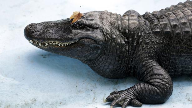 74-Jähriger befreit Welpen aus Maul eines Alligators
