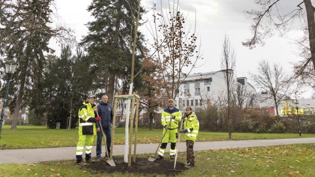 Stadt Krems pflanzt 60 Jungbäume