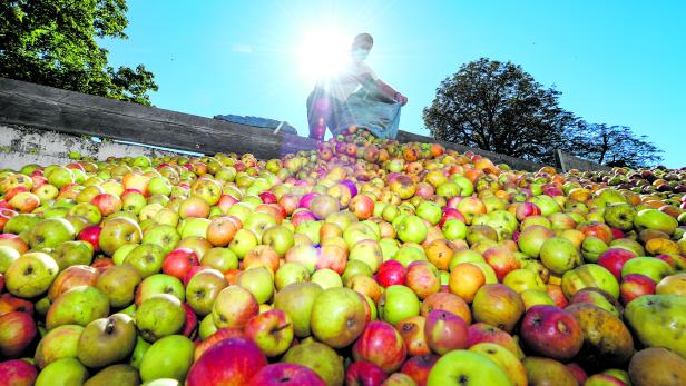 Apfelernte in Hessen
