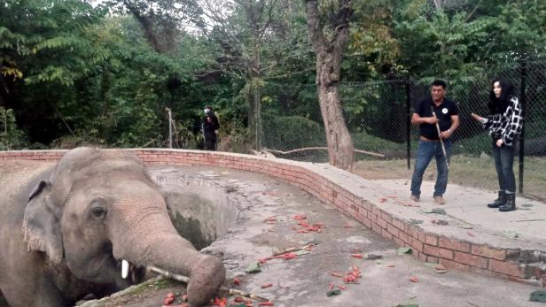 Der "einsamste Elefant der Welt" flog in sein neues Glück