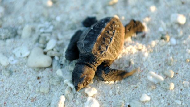 Unterkühlte Meeresschildkröten nach Florida geflogen: Zum Aufwärmen