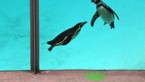 London Zoo reopens for public