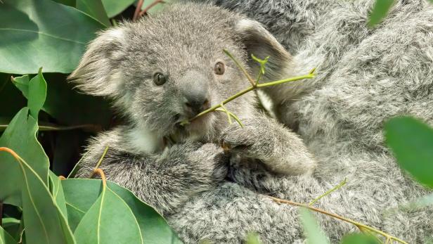 Schönbrunner Koala-Junges ist schon aus dem Beutel