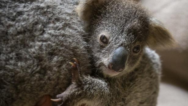 Australierin fand Koala im Christbaum