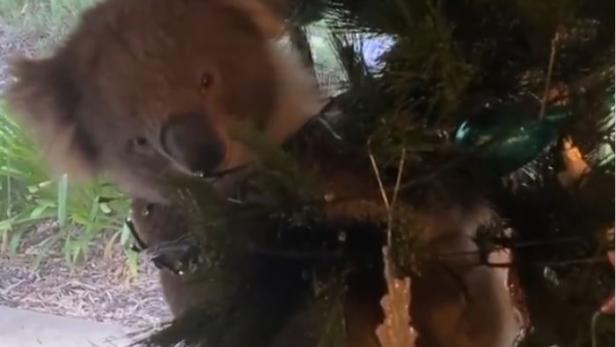 Ein Koala klettert auf einen geschmückten Weihnachtsbaum.