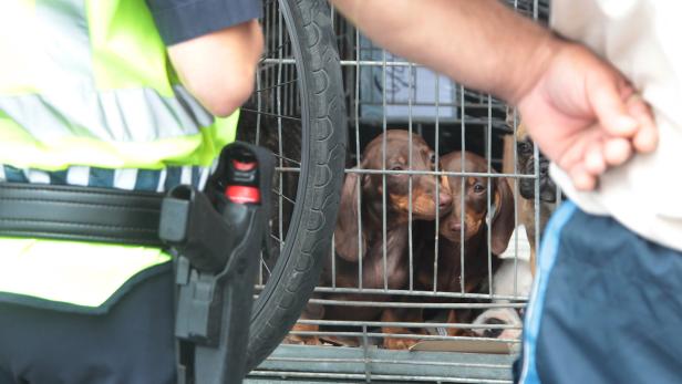 Tierhandel: Schmuggler werden raffinierter