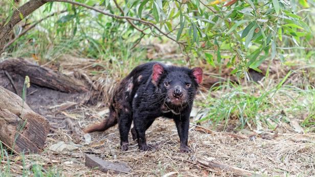 Tasmanischer Teufel stemmt sich gegen das Aussterben