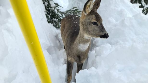 Zu viel Schnee: Jäger besorgt um Wildtiere