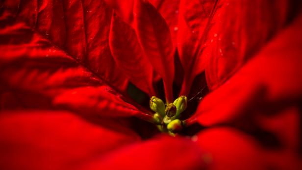 Macro shot of red poinsettia flower with leaves