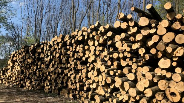 Forstwirtschaft: Holzpreise sind im Keller