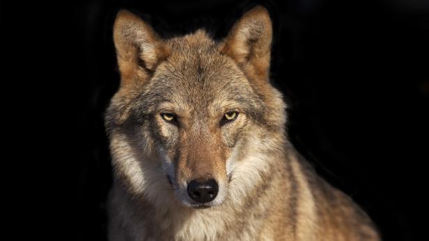 Eye to eye portrait with grey wolf female.