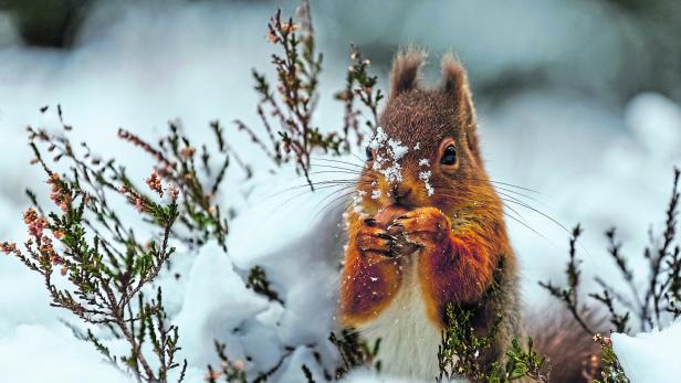 Red squirrel in snow covered forest