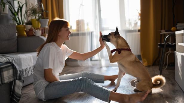 Rund 800.000 Hunde leben mit ihren Herrchen und Frauchen in Österreich gemeinsam in einem Haushalt