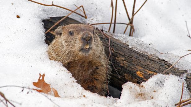 Groundhog Emerging from Snowy Den