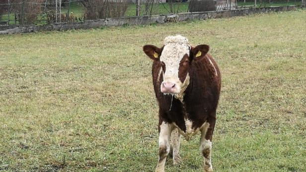 13 Kühe verhungert: Fall hat für Bauer politische Konsequenzen