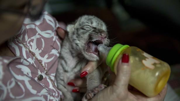 Nicaragua: In einem Zoo wurde ein seltener weißer Tiger geboren