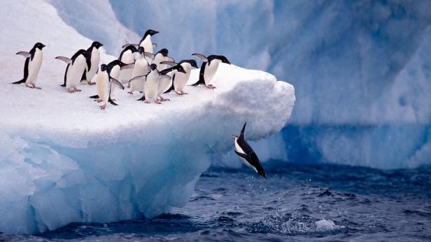 Klimawandel könnte Antarktis grüner machen und Arten auslöschen