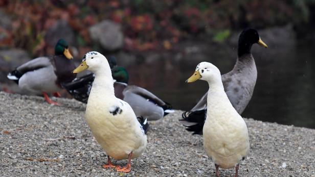 Hunderttausende Enten nach Vogelgrippe-Ausbruch in Frankreich gekeult