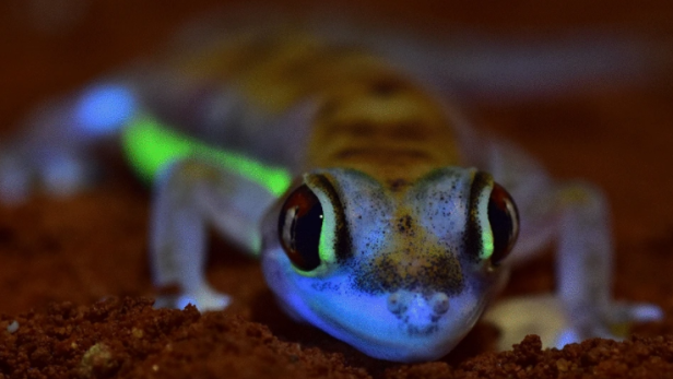Fluoreszierende Geckos: Forscher entdeckten neuen Mechanismus