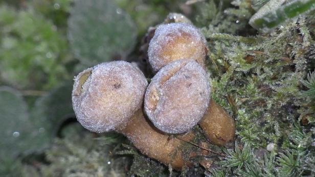 Verwechselt: Diese Pilze sorgen für Beschwerden