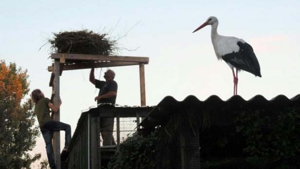 Der Storch und sein Nest in der Eulen- und Greifvogelstation Haringsee.