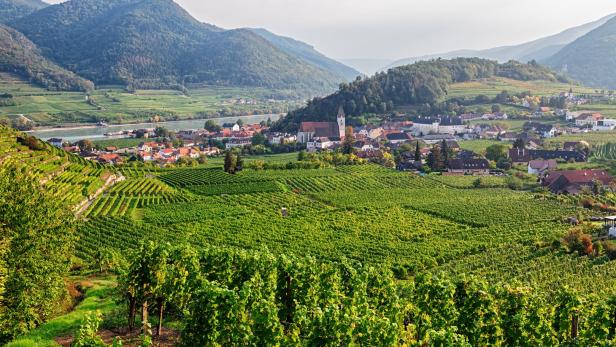 Weinanbaugebiet Wachau, Niederösterreich.