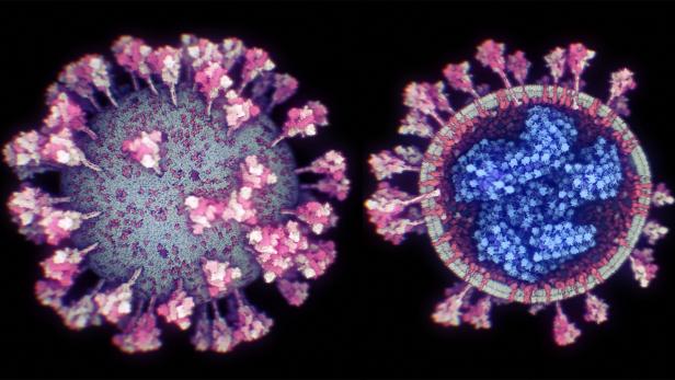 NÖ: Britische Virus-Variante in Abwasser entdeckt